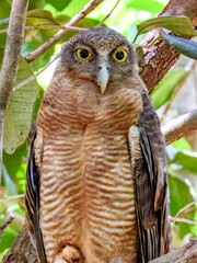 Rufous Owl - Ninox rufa in Australia