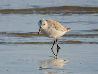 Sanderling - Calidris alba in Australia