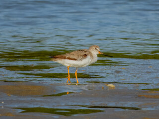 Terek Sandpiper - Xenus cinereus in Australia