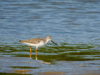 Terek Sandpiper - Xenus cinereus in Australia