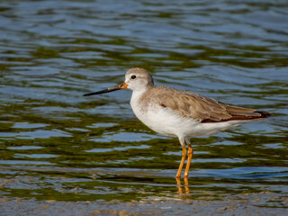 Terek Sandpiper - Xenus cinereus in Australia