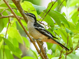 Varied Triller - Lalage leucomela in Australia