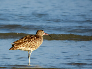 Whimbrel - Numenius phaeopus in Australia