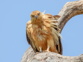 Whistling Kite - Haliastur sphenurus in Australia