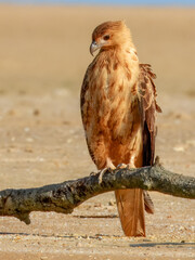 Whistling Kite - Haliastur sphenurus in Australia