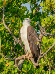 White-bellied Sea-Eagle - Icthyophaga leucogaster in Australia