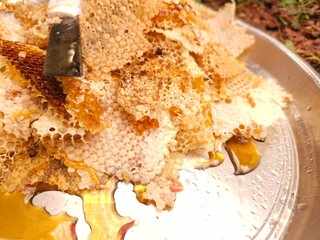 Close-up image shows a bee on a golden honeycomb with its perfect hexagonal structure, capturing the hard-working insect in an apiary hive as it collects and produces honey— Honey Extraction