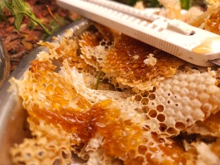 Close-up image shows a bee on a golden honeycomb with its perfect hexagonal structure, capturing the hard-working insect in an apiary hive as it collects and produces honey— Honey Extraction