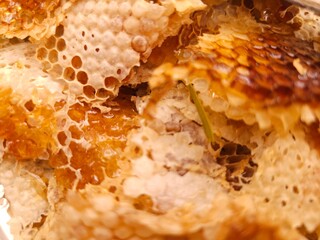Close-up image shows a bee on a golden honeycomb with its perfect hexagonal structure, capturing the hard-working insect in an apiary hive as it collects and produces honey— Honey Extraction