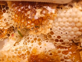 Close-up image shows a bee on a golden honeycomb with its perfect hexagonal structure, capturing...