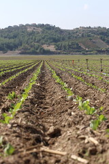 Obraz premium lettuce seedlings in the field with drip irrigation system