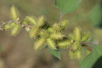 xanthium strumarium (rough cocklebur) is a species of annual plants of the family Asteraceae