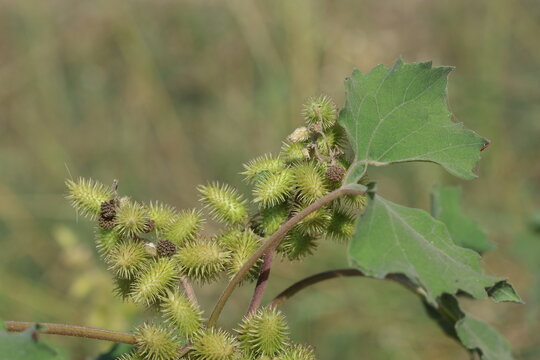 xanthium strumarium (rough cocklebur) is a species of annual plants of the family Asteraceae