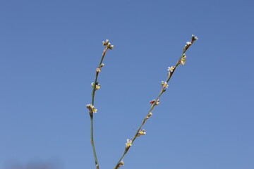Horsetail Knotweed (Polygonum equisetiforme) in summer