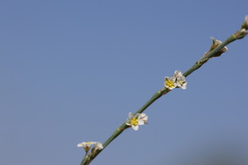 Horsetail Knotweed (Polygonum equisetiforme) in summer