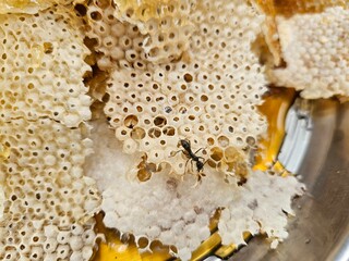 Close-up image shows a bee on a golden honeycomb with its perfect hexagonal structure, capturing...