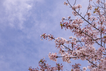 桜と青空