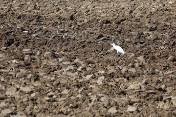 cattle egret in the plowed field to eat worms 