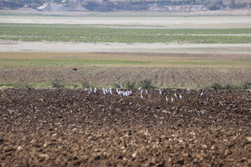 cattle egrets in the plowed field to eat worms 