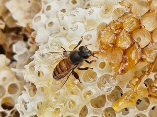 Close-up image shows a bee on a golden honeycomb with its perfect hexagonal structure, capturing...