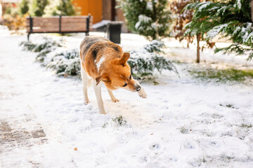 big, elderly stray dog with white and reddish fur is out in the freezing winter, looking for warm place to escape cold