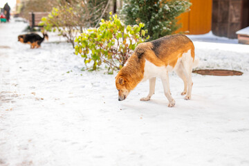 big, elderly stray dog with white and reddish fur is out in the freezing winter, looking for warm place to escape cold
