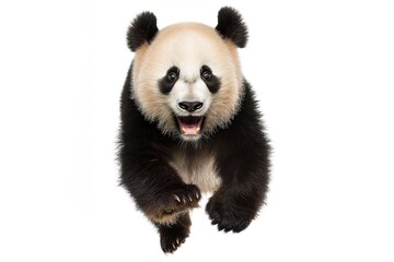 Naklejka premium giant panda bear