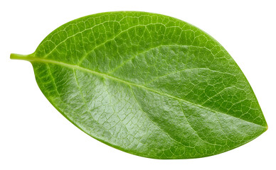 Nut leaf isolated on white background