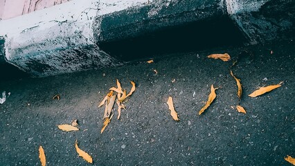 A large bunch of leaves are laying on the ground, scattered on the ground