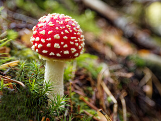 The photo depicts a small fly agaric mushroom (Amanita muscaria) with a bright red cap covered in white spots. It stands out against a forest floor of green moss, twigs, and soft focus in the backgrou