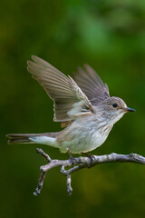 Spotted Flycatcher, Muscicapa striata spreading wings side view.