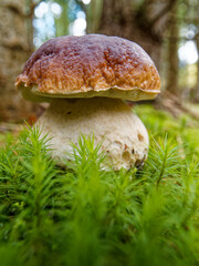 The photo captures a close-up of a large mushroom, a porcini, in a forest. The focus is on the mushroom's cap and thick stem, with vibrant green moss surrounding it, creating a serene natural s