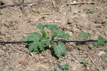 zucchini field irrigated with drip irrigation