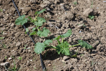 zucchini field irrigated with drip irrigation