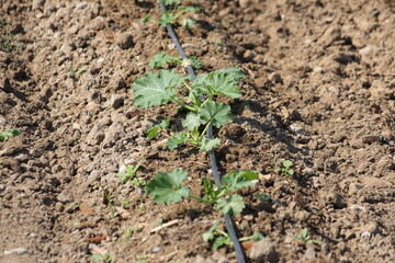 zucchini field irrigated with drip irrigation