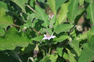 eggplant plant in the field