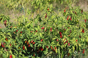 red hot chili peppers ready for harvest
