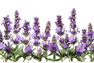 Naklejka premium Lavender Blooms on White Background for Aromatherapy and Floral Design Projects