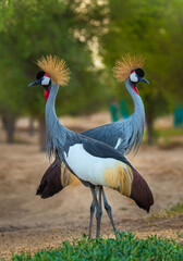 grey crowned crane
