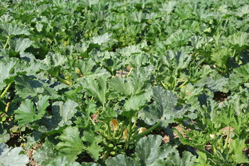 zucchini plant in the field