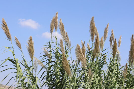 Arundo donax with flower panicles