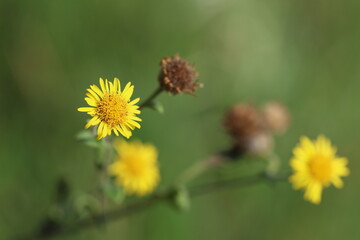  Small Fleabane (Pulicaria vulgaris) flowers