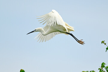 Little egret // Seidenreiher (Egretta garzetta) - Greece