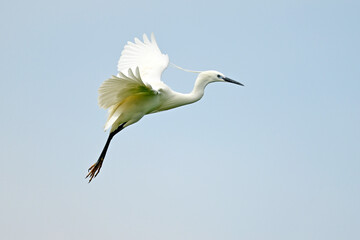 Little egret // Seidenreiher (Egretta garzetta) - Greece