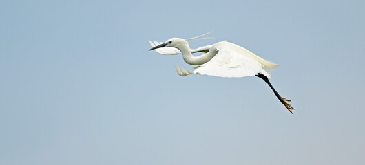 Seidenreiher // Little egret (Egretta garzetta)