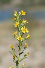 flowers of Dittrichia viscosa (False Yellowhead)