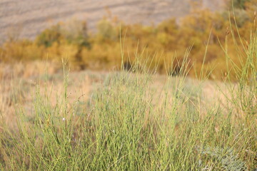 spartium junceum bush, also known as Spanish broom