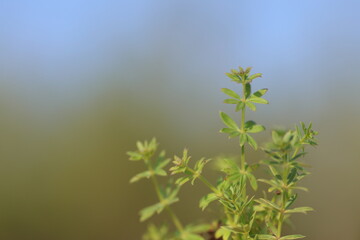 branch of the sea peffle (Gallium sp) on green background