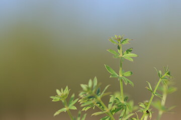 branch of the sea peffle (Gallium sp) on green background