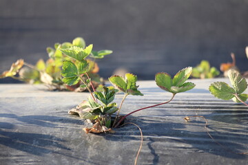 growing strawberry under plastic mulch